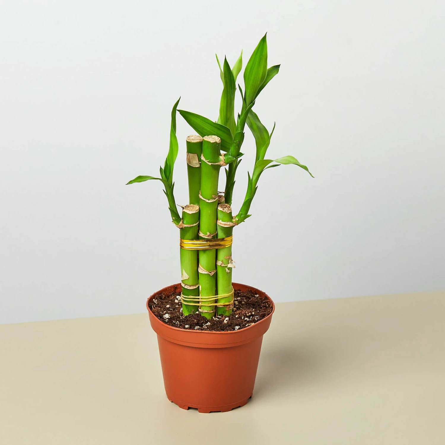 Dracaena 'Lucky Bamboo' 1 Dracaena 'Lucky Bamboo'