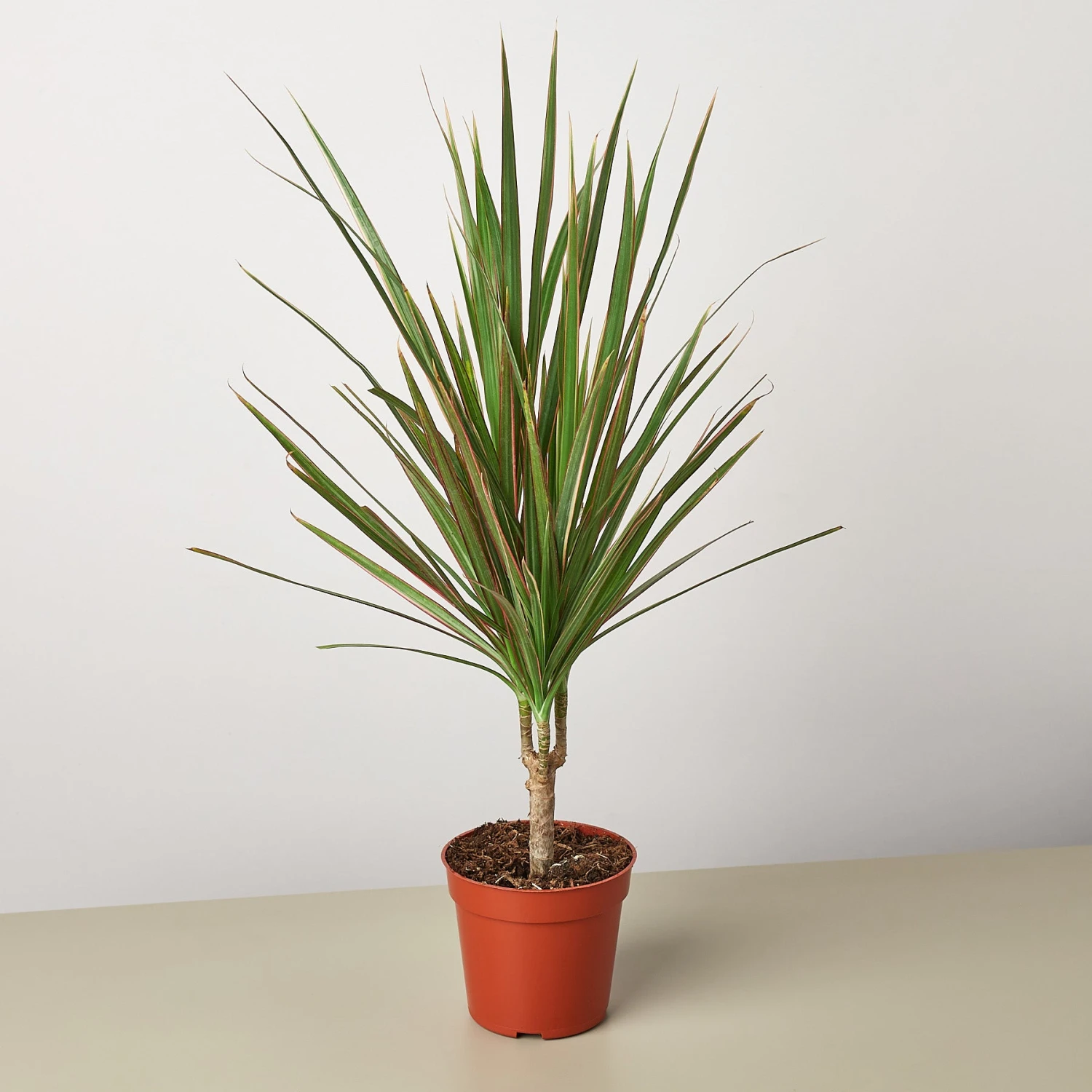 Dracaena 'Red Margined' 1 Dracaena 'Red Margined'