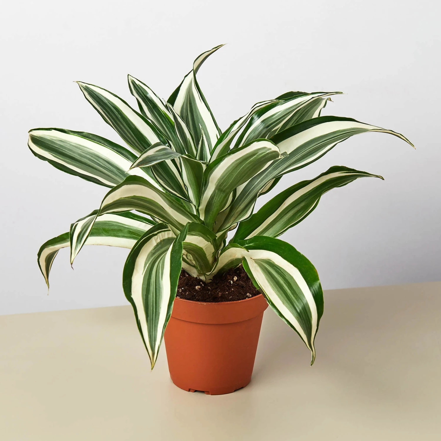 Dracaena Warneckii 'White Jewel' 1 Dracaena Warneckii 'White Jewel'
