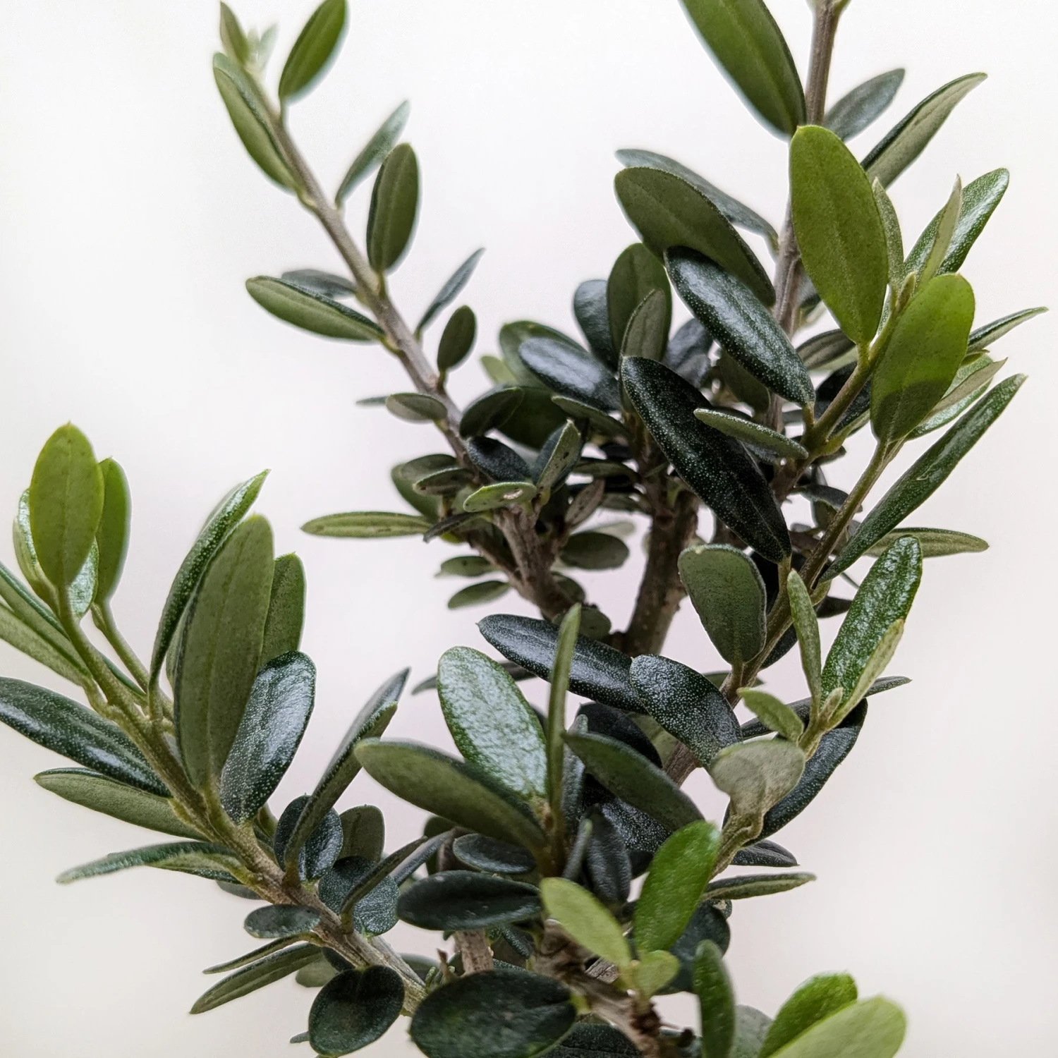 Common Olive Tree (Olea Europaea) 2 Common Olive Tree (Olea Europaea) - Image 2