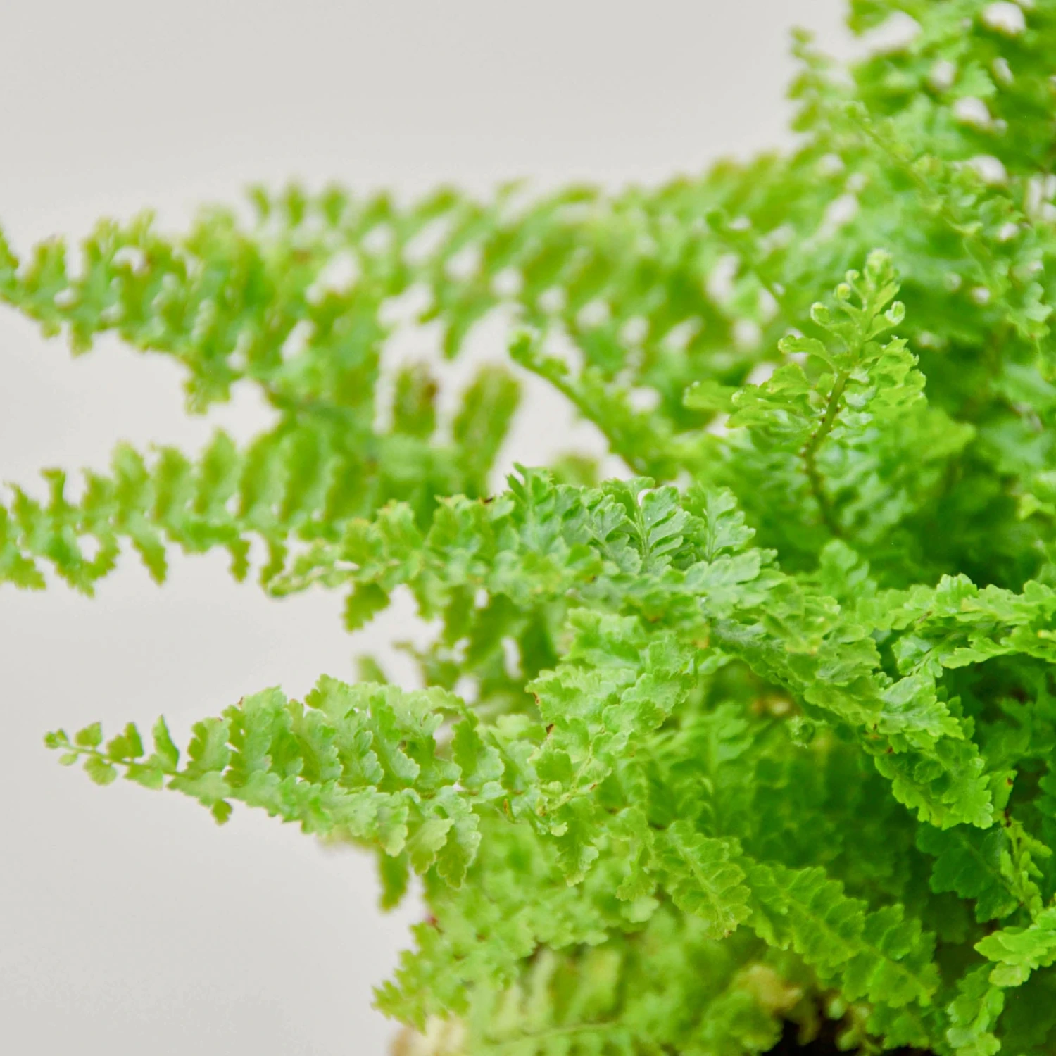 Cotton Candy Fern 2 Cotton Candy Fern - Image 2