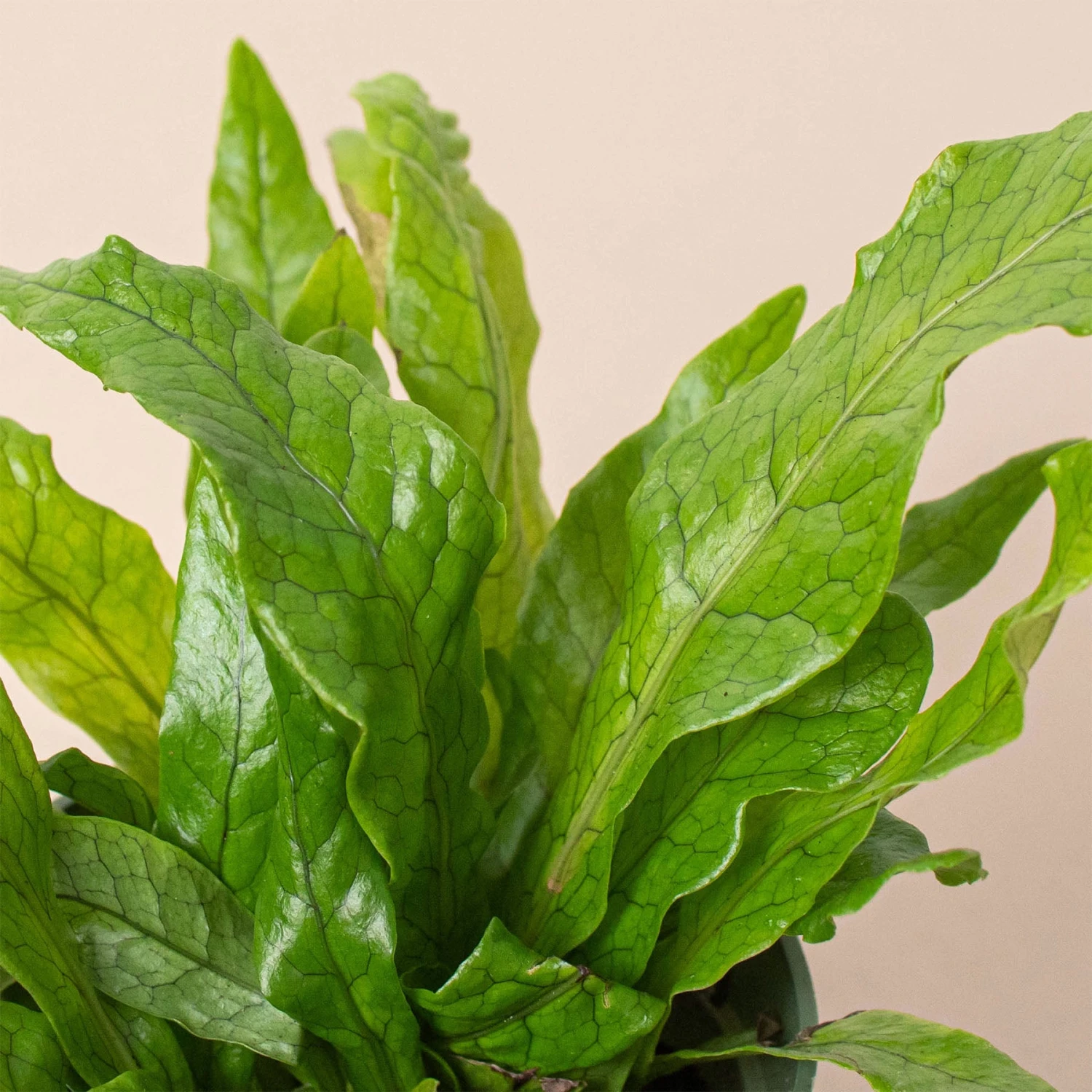 Fern 'Crocodile' 3 Fern 'Crocodile' - Image 3