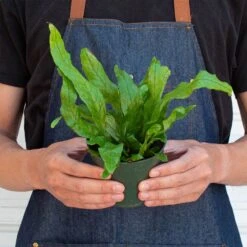 Fern 'Crocodile' 12 Fern 'Crocodile' -Plant house 4 FERN CROCODILE 3