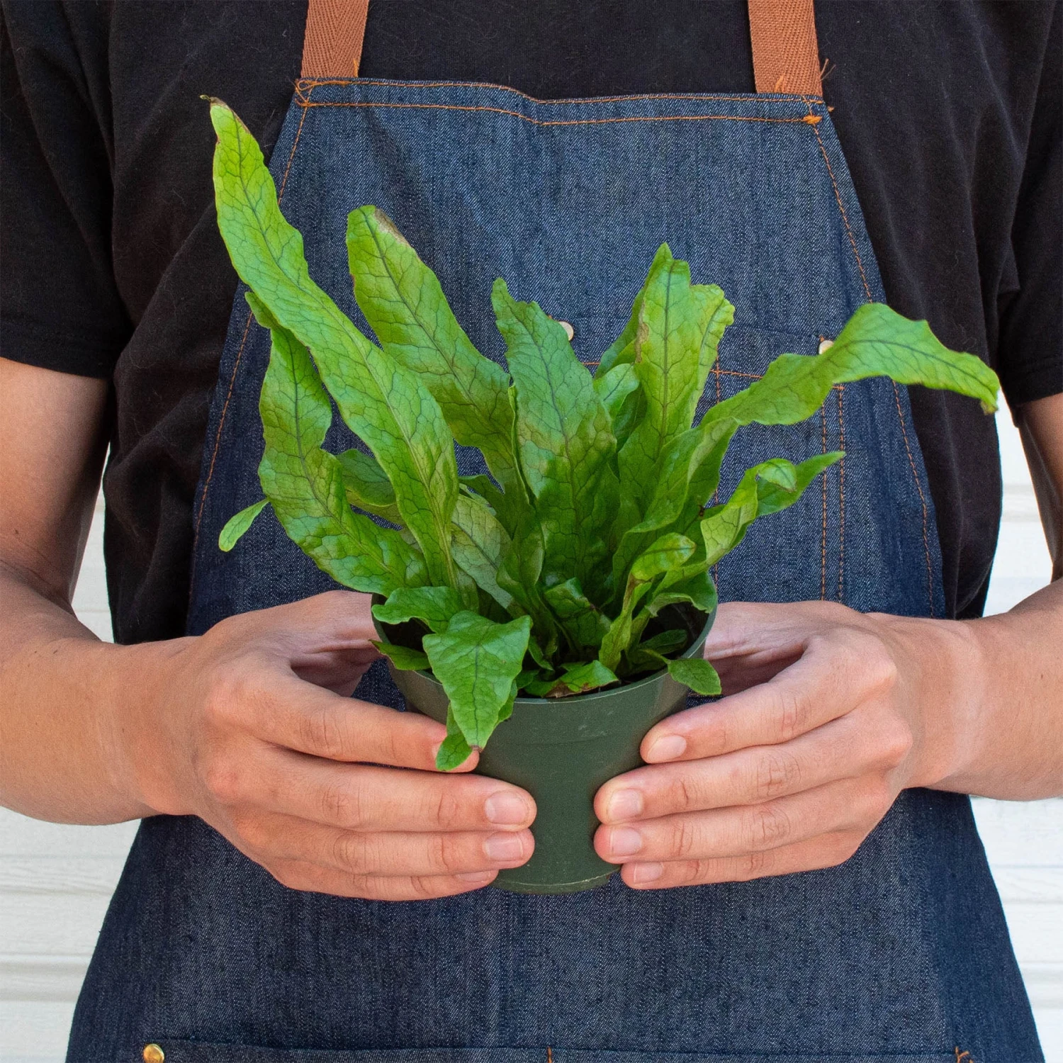 Fern 'Crocodile' 6 Fern 'Crocodile' - Image 6