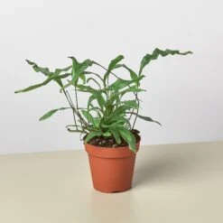 Fern 'Kangaroo Paw' 8 Fern 'Kangaroo Paw' -Plant house 4 FERN KANGAROOPAW 1