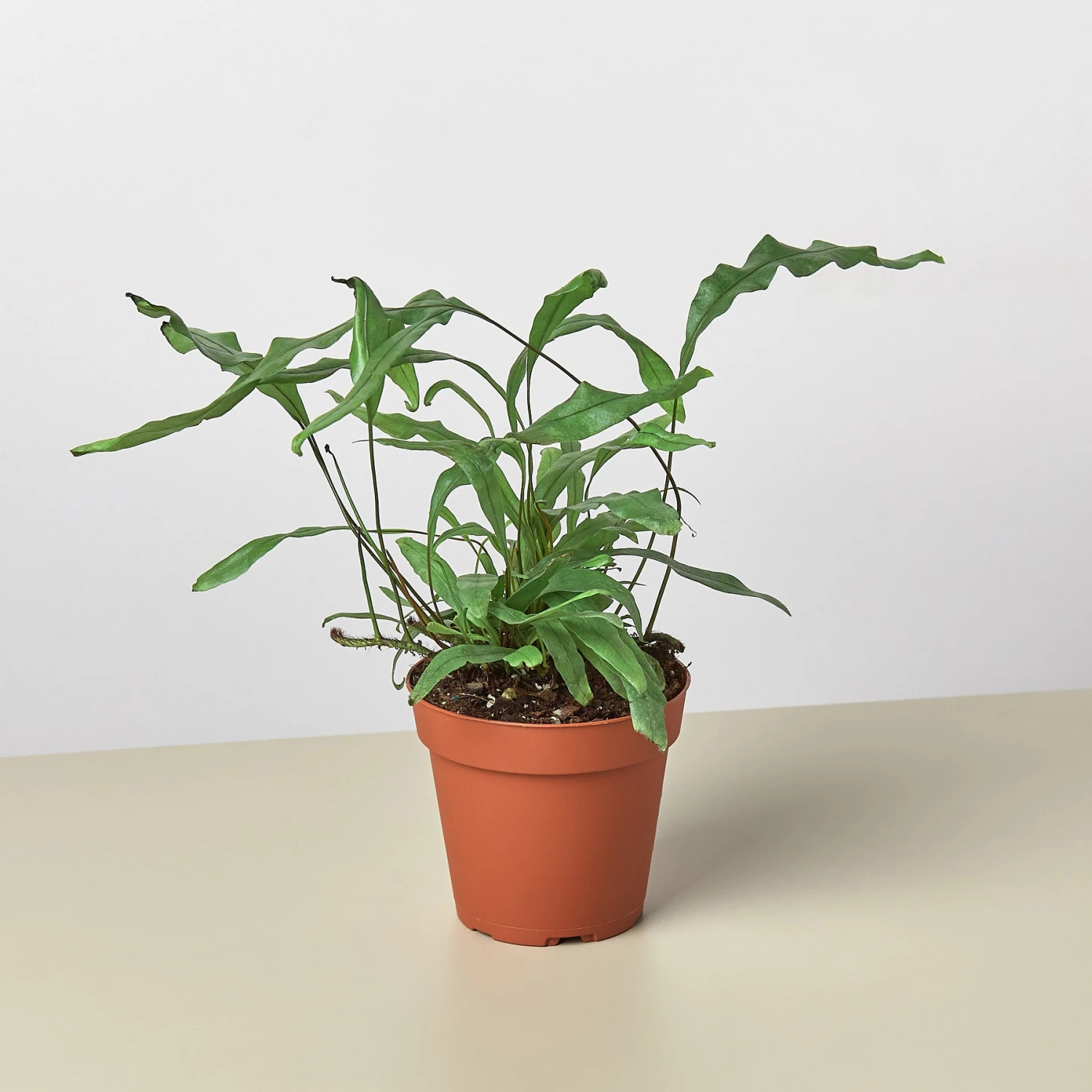 Fern 'Kangaroo Paw' 4 Fern 'Kangaroo Paw' - Image 4