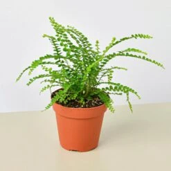 Lemon Button Fern 12 Lemon Button Fern -Plant house 4 FERN LEMON.BUTTON 1