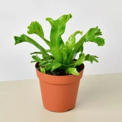 Bird‚Äôs Nest 'Leslie' Fern