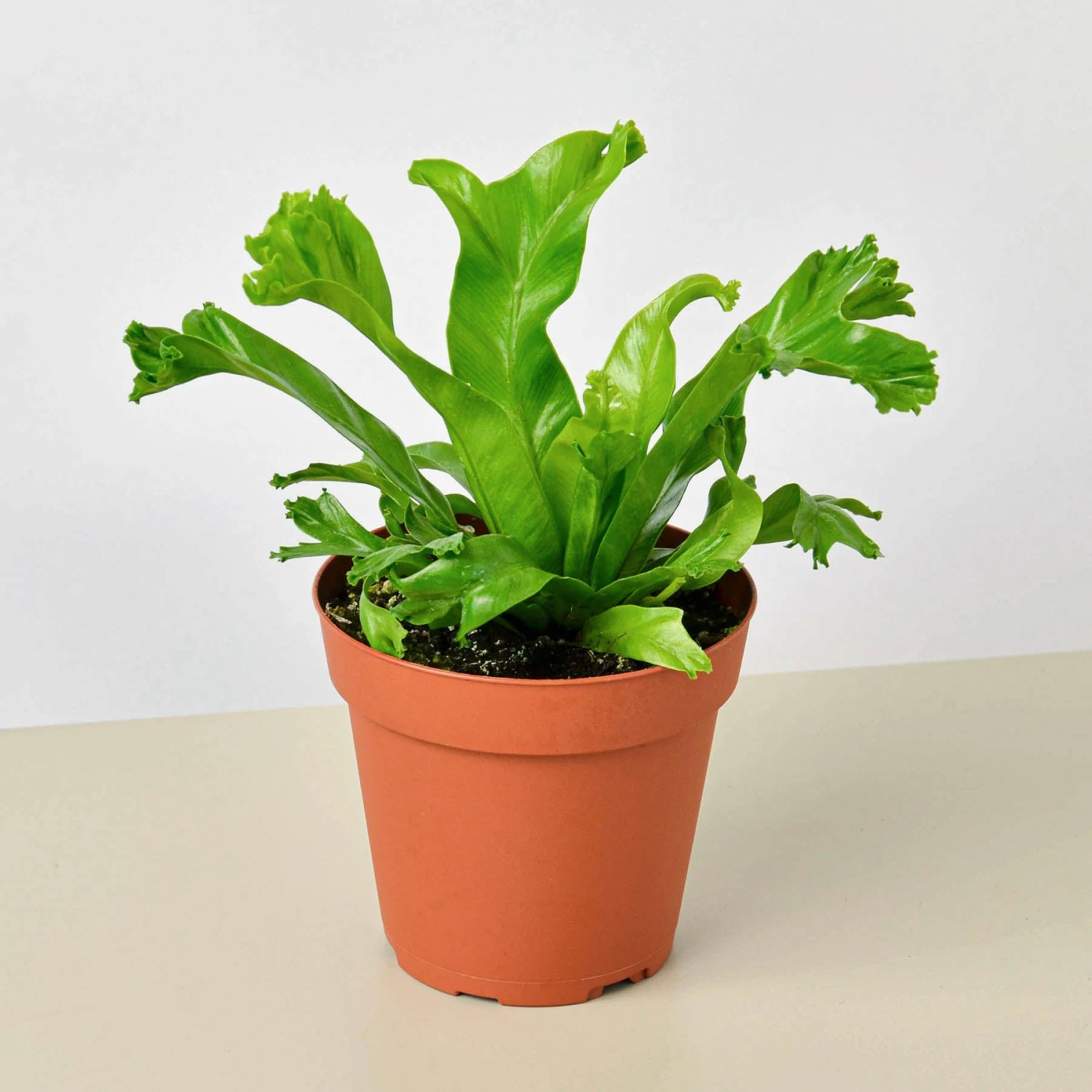 Bird’s Nest 'Leslie' Fern 1 Bird’s Nest 'Leslie' Fern