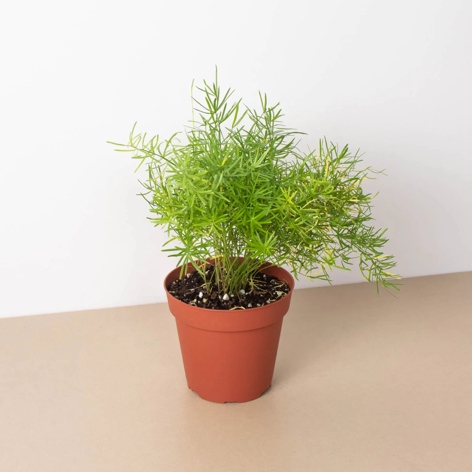 Fern 'Sprengeri' 2 Fern 'Sprengeri' - Image 2