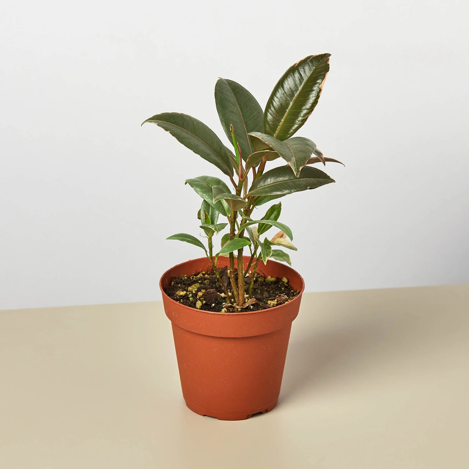 Ficus Elastica 'Tineke' 1 Ficus Elastica 'Tineke'