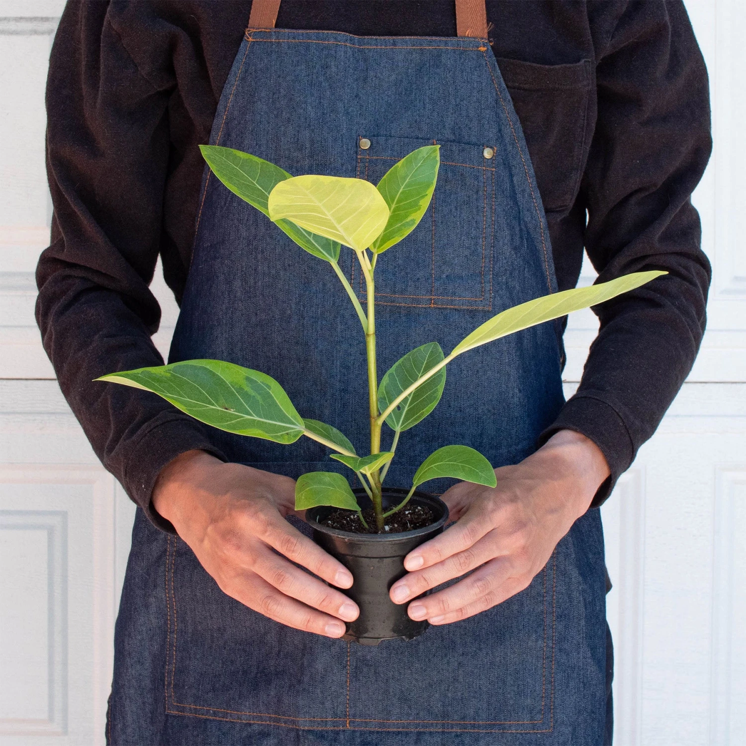 Ficus Altissima 'Yellow Gem' 3 Ficus Altissima 'Yellow Gem' - Image 3
