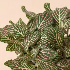 Fittonia 'Pink' -Plant house 4 FITTONIA PINK 2