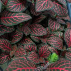 Fittonia 'Red' 11 Fittonia 'Red' -Plant house 4 FITTONIA RED 2.1