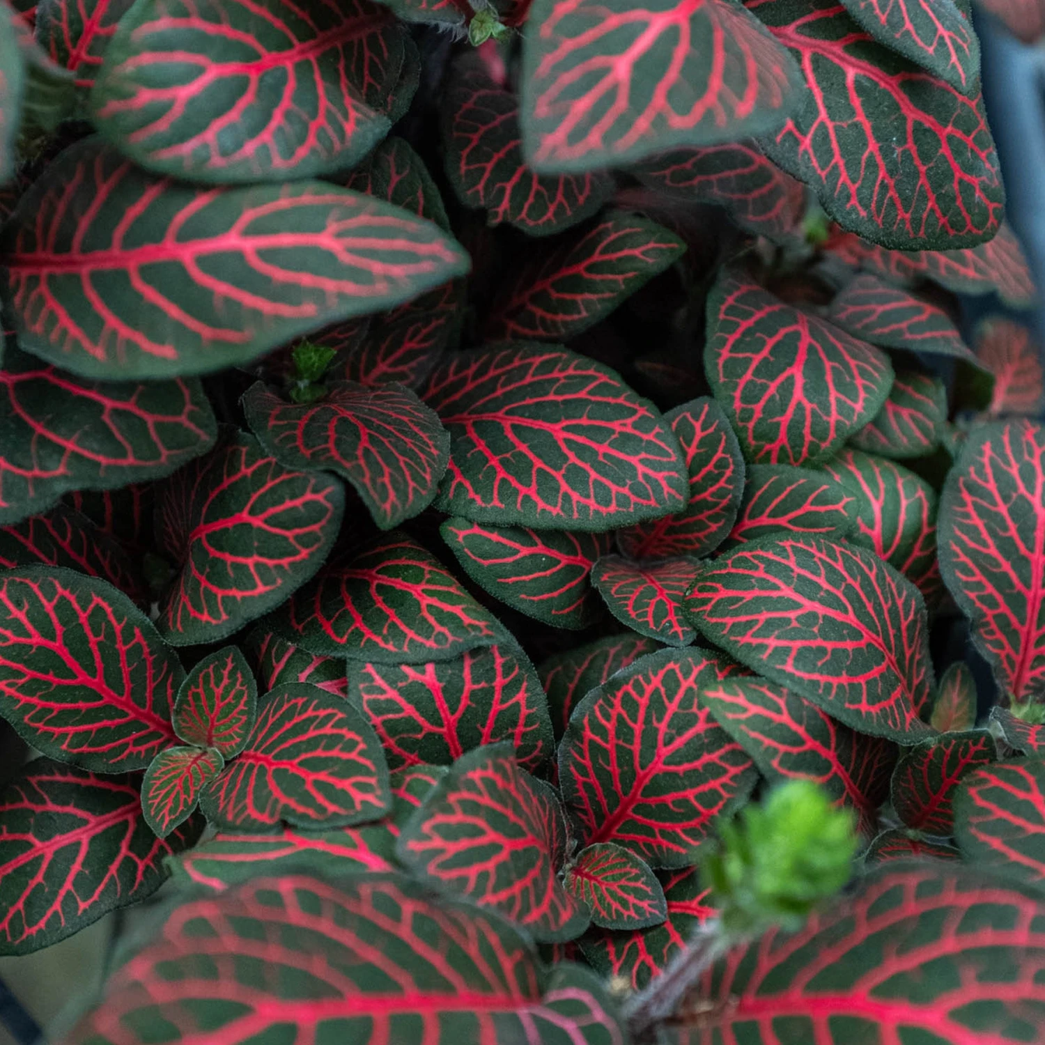 Fittonia 'Red' 5 Fittonia 'Red' - Image 5