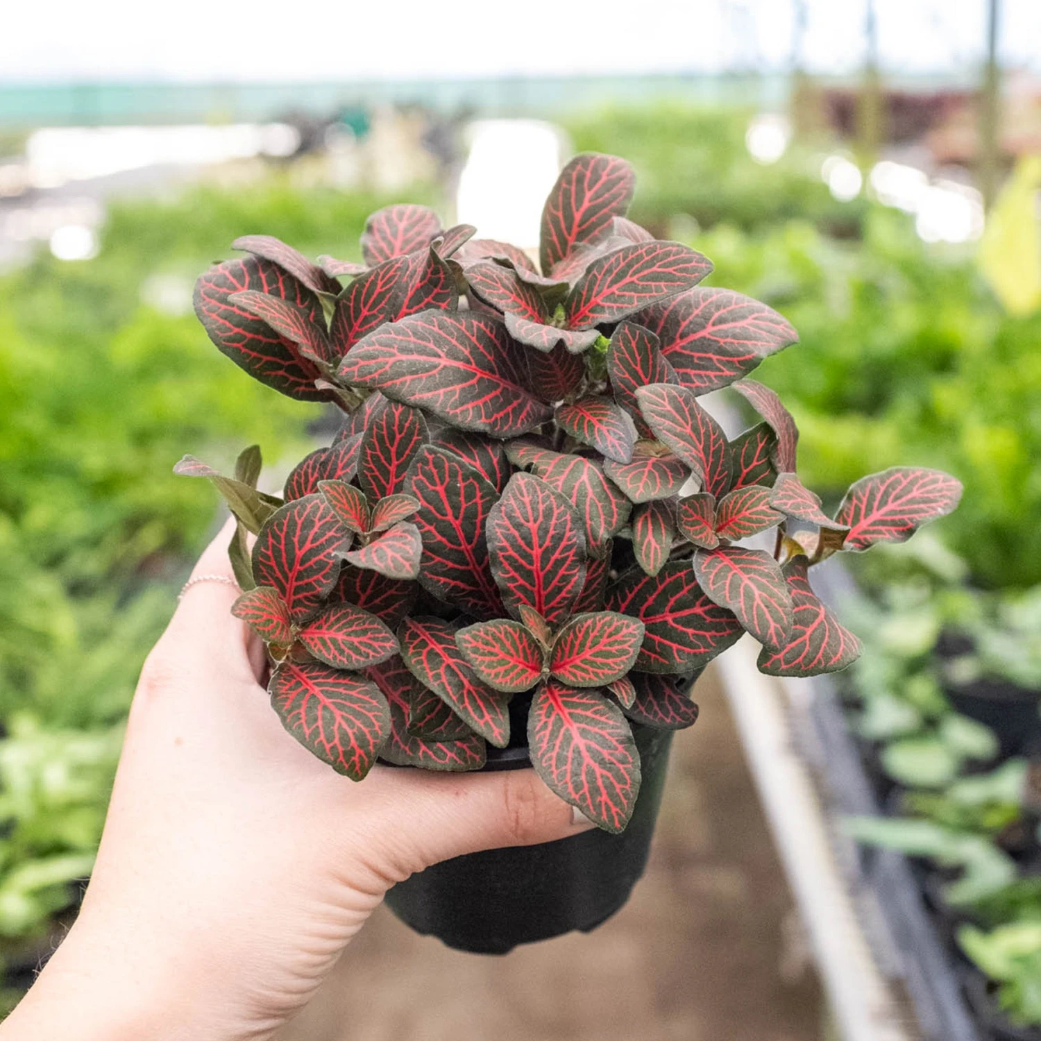 Fittonia 'Red' 6 Fittonia 'Red' - Image 6