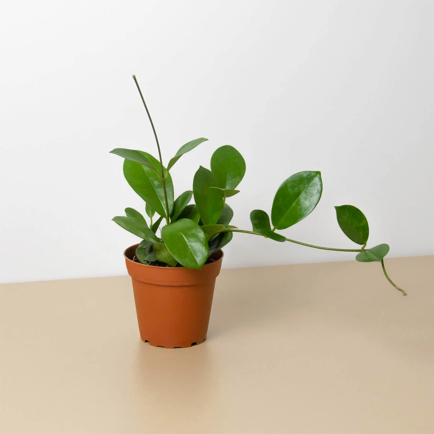 Hoya 'Australis' 1 Hoya 'Australis'