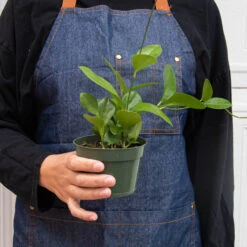 Hoya 'Australis' 5 Hoya 'Australis' -Plant house 4 HOYA AUSTRALIS 3