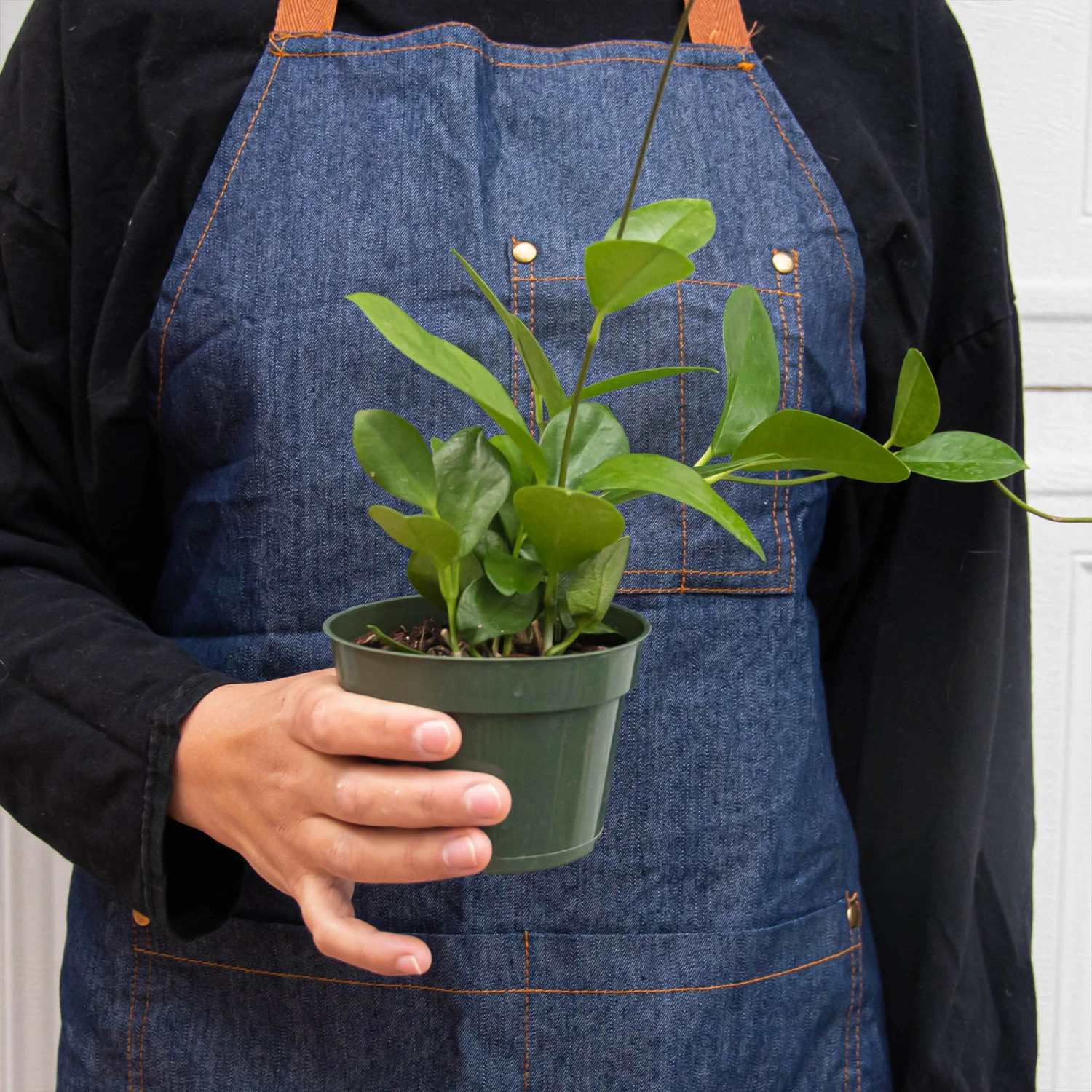 Hoya 'Australis' 3 Hoya 'Australis' - Image 3