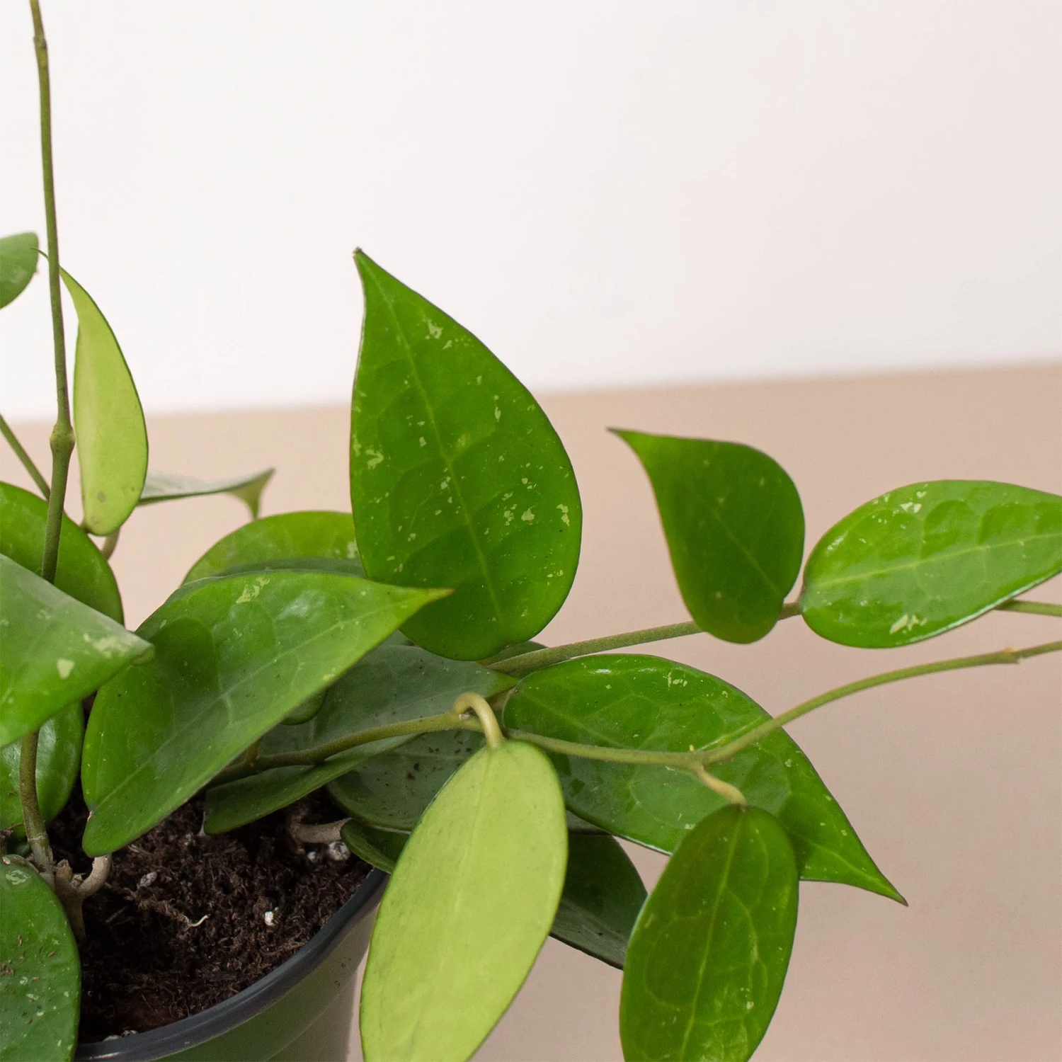 Hoya 'Black Margin' 2 Hoya 'Black Margin' - Image 2