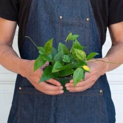 Hoya 'Black Margin' 7 Hoya 'Black Margin' -Plant house 4 HOYA BLACK.MARGIN 3