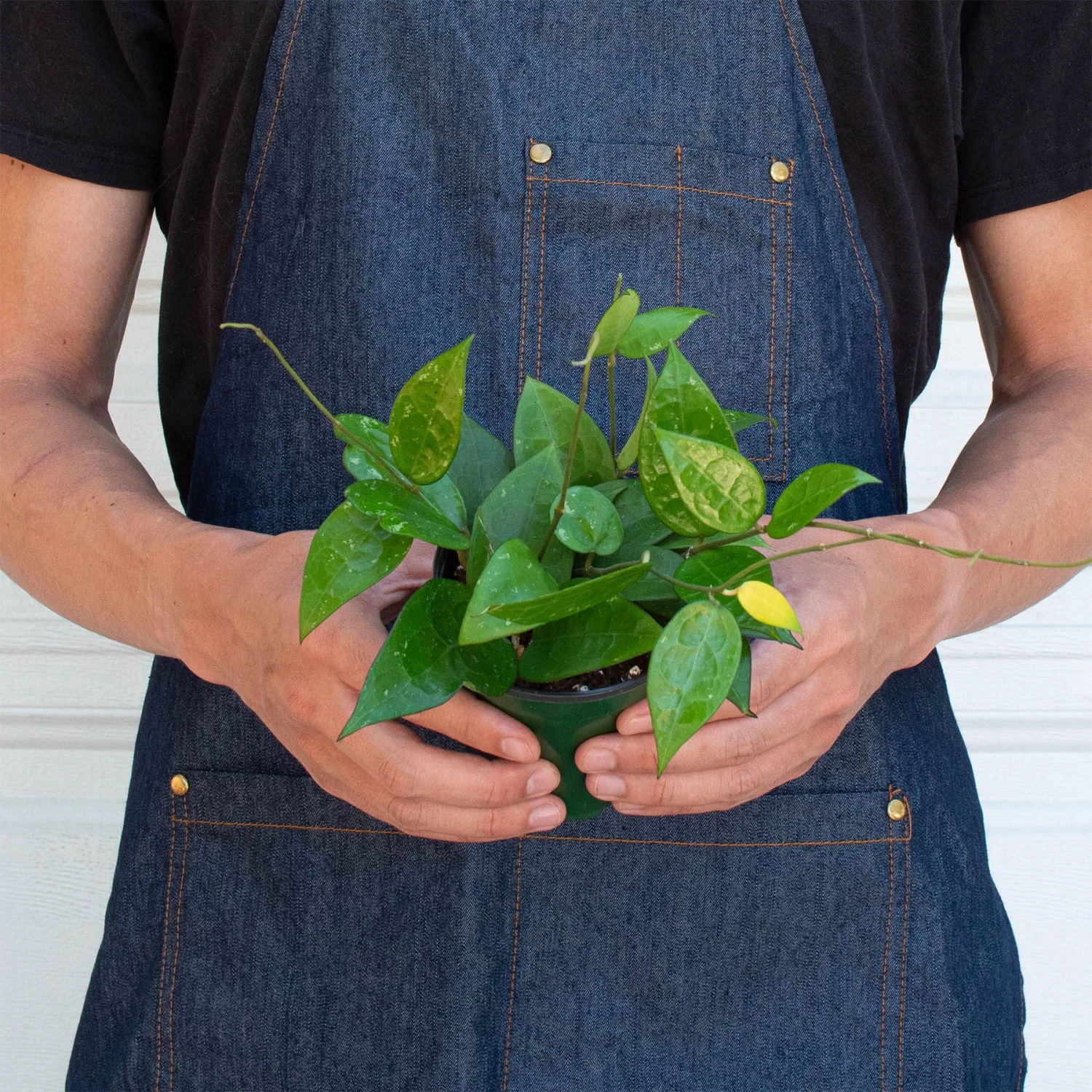Hoya 'Black Margin' 3 Hoya 'Black Margin' - Image 3