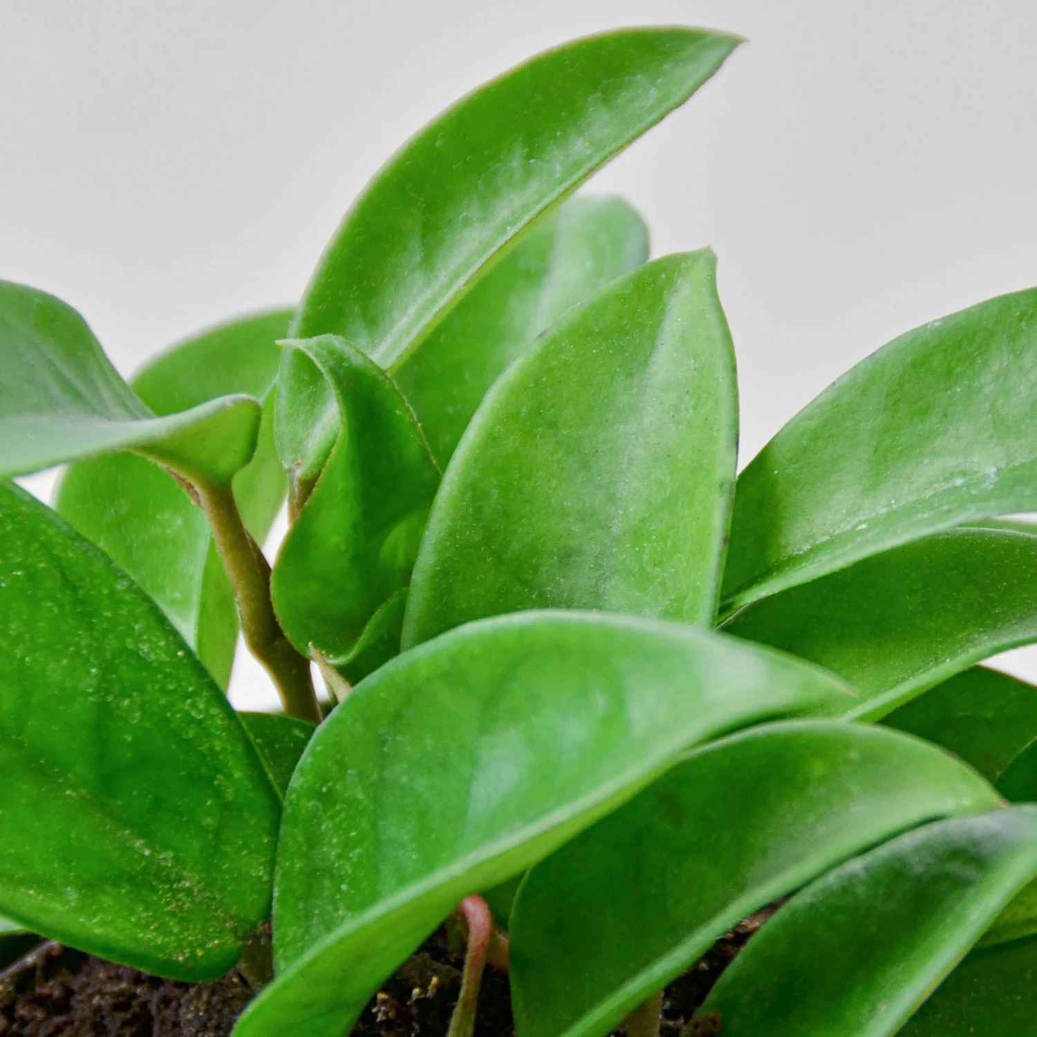 Hoya Carnosa 2 Hoya Carnosa - Image 2