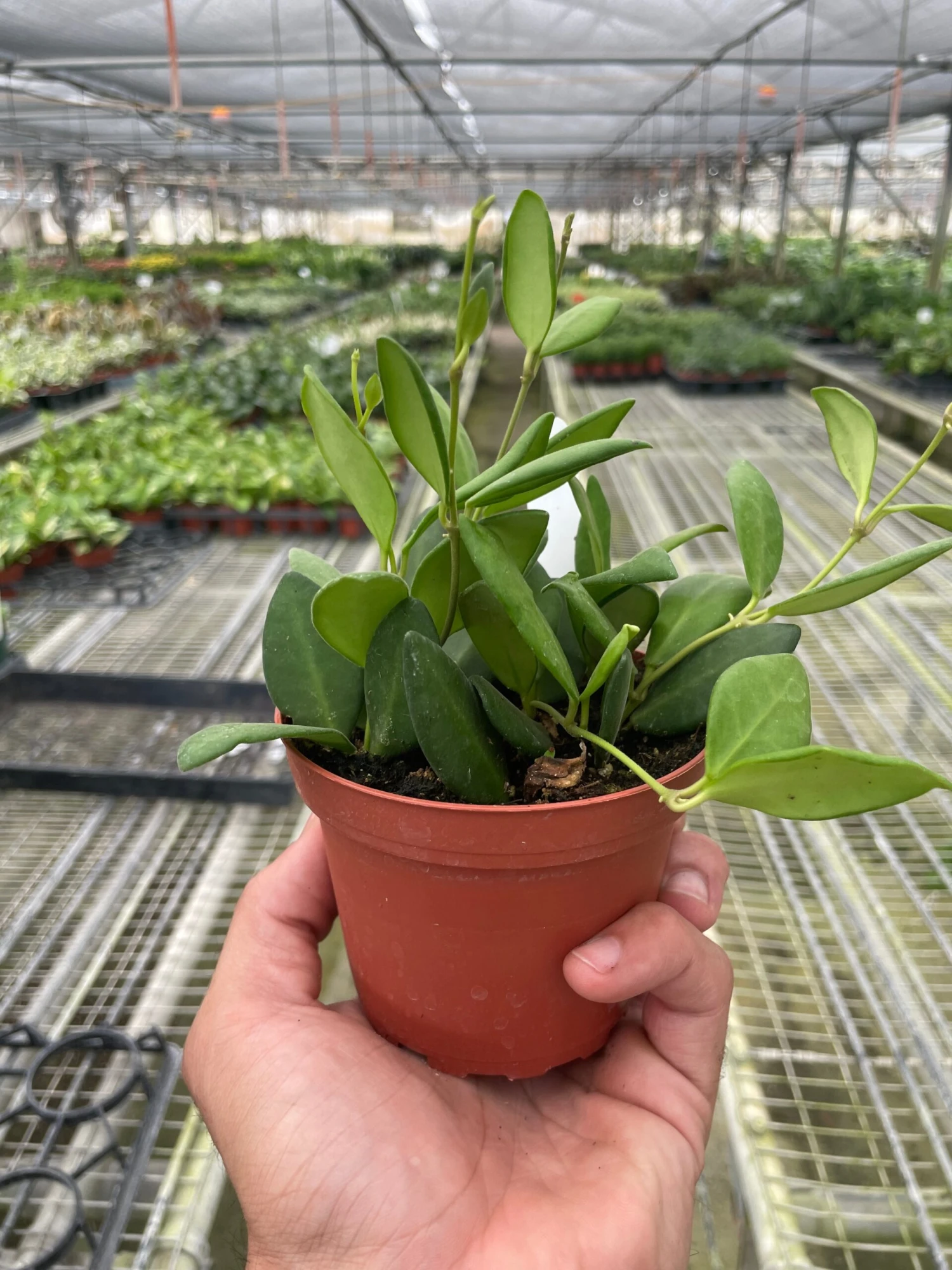 Hoya Chouke 2 Hoya Chouke - Image 2