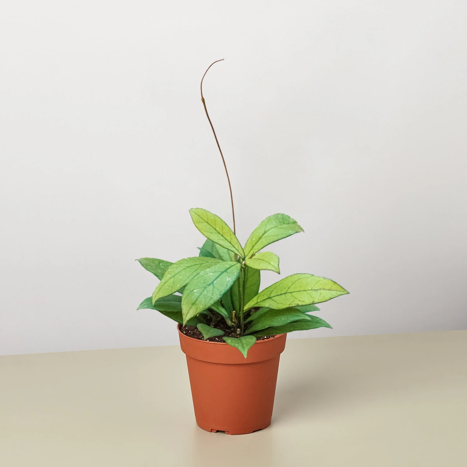 Hoya 'Crassipetiolata' 1 Hoya 'Crassipetiolata'