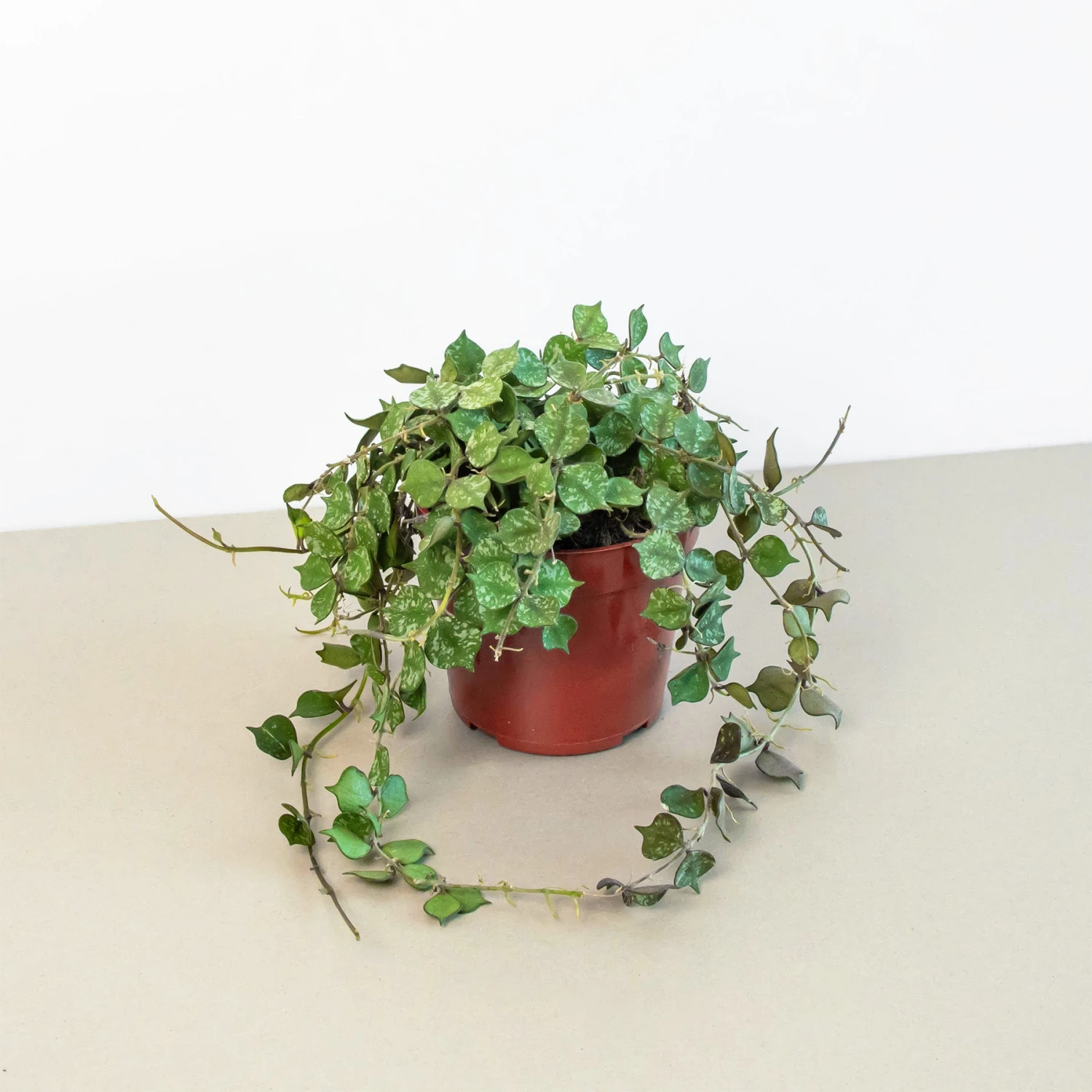 Hoya 'Curtisii' 1 Hoya 'Curtisii'