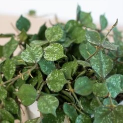 Front Page -Plant house 4 HOYA CURTISII 2.1