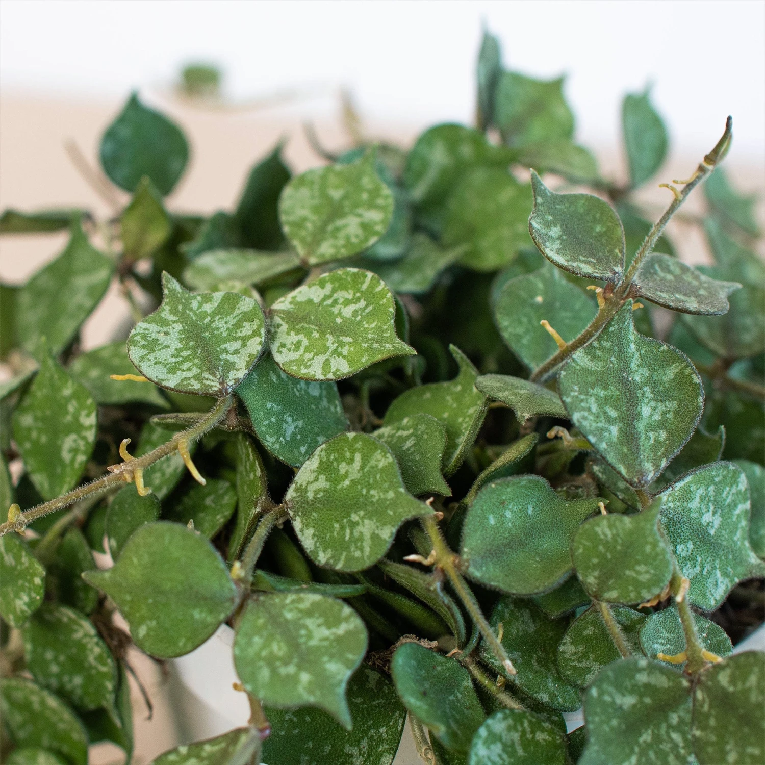 Hoya 'Curtisii' 2 Hoya 'Curtisii' - Image 2