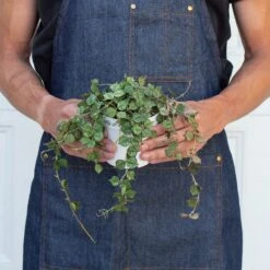 Hoya 'Curtisii' 8 Hoya 'Curtisii' -Plant house 4 HOYA CURTISII 3