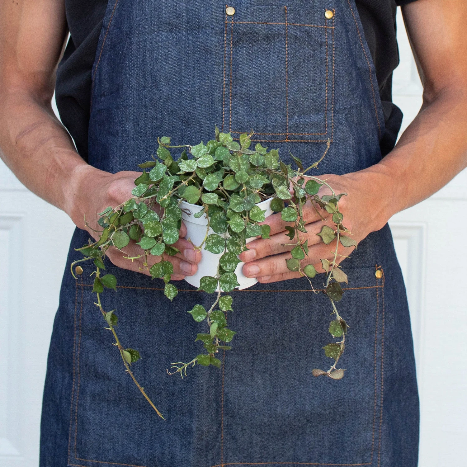 Hoya 'Curtisii' 3 Hoya 'Curtisii' - Image 3