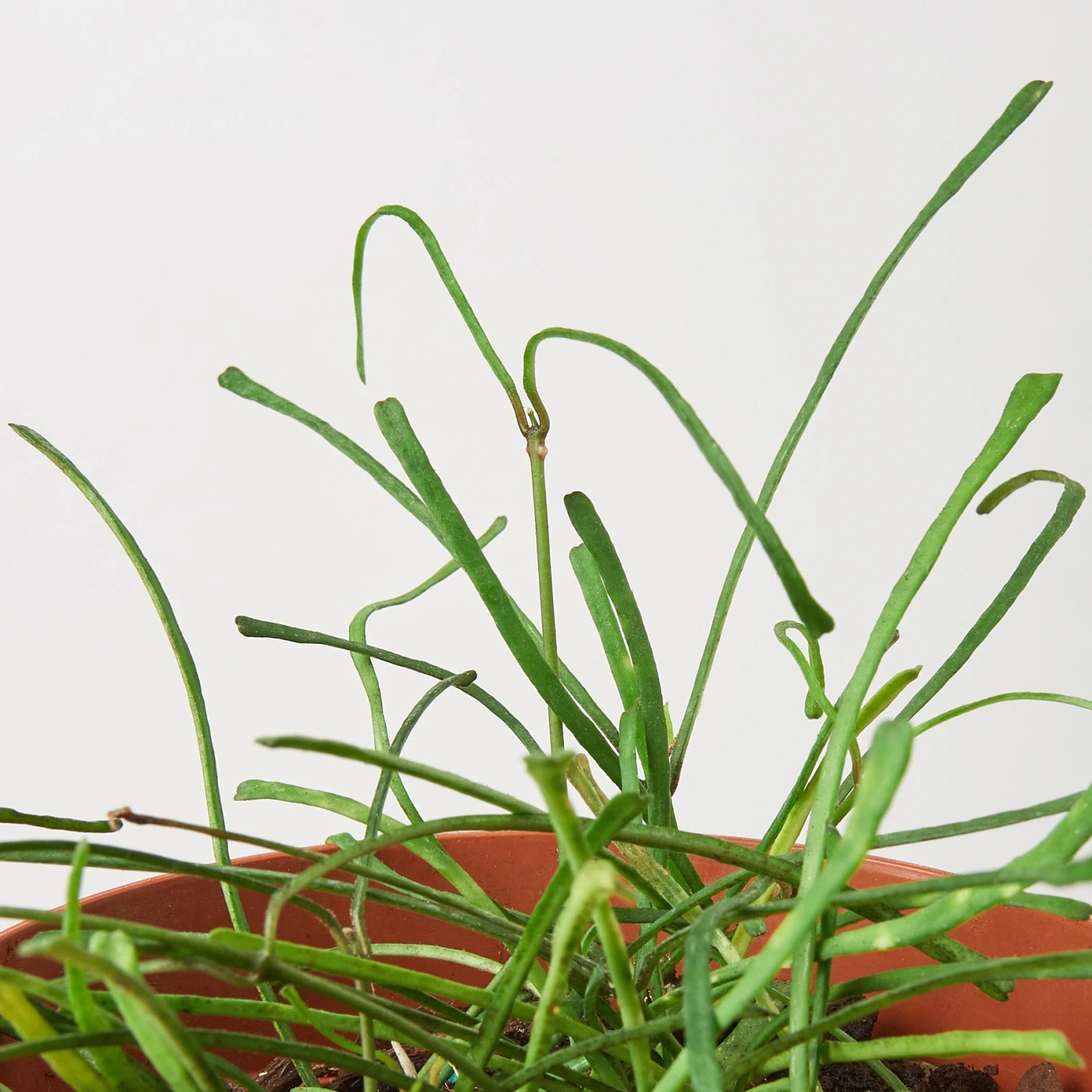 Hoya 'Grass Leafed' - 4" Pot 3 Hoya 'Grass Leafed' - 4" Pot - Image 3