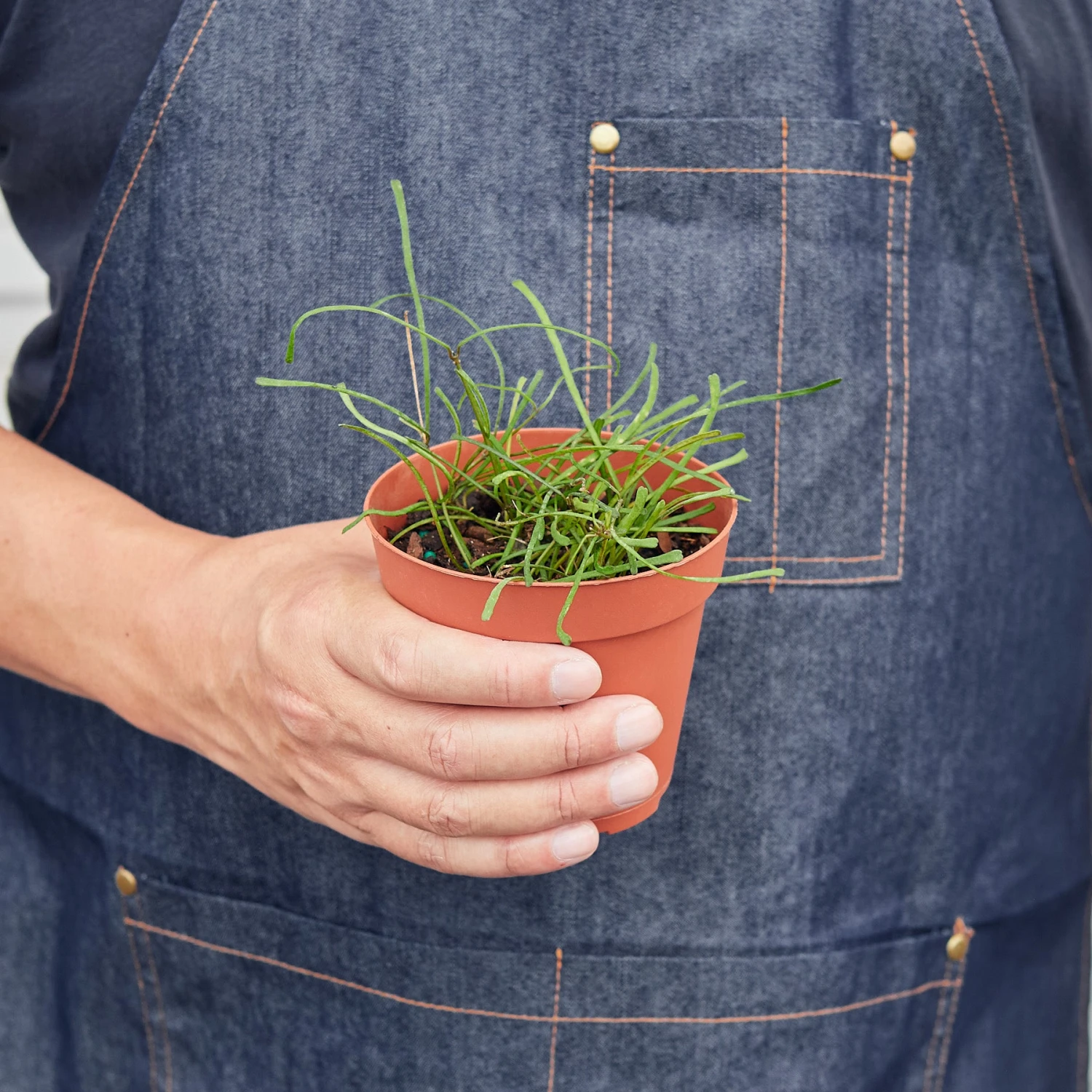 Hoya 'Grass Leafed' - 4" Pot 2 Hoya 'Grass Leafed' - 4" Pot - Image 2