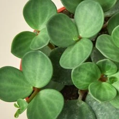 Peperomia 'Hope' 7 Peperomia 'Hope' -Plant house 4 HOYA HOPE 2
