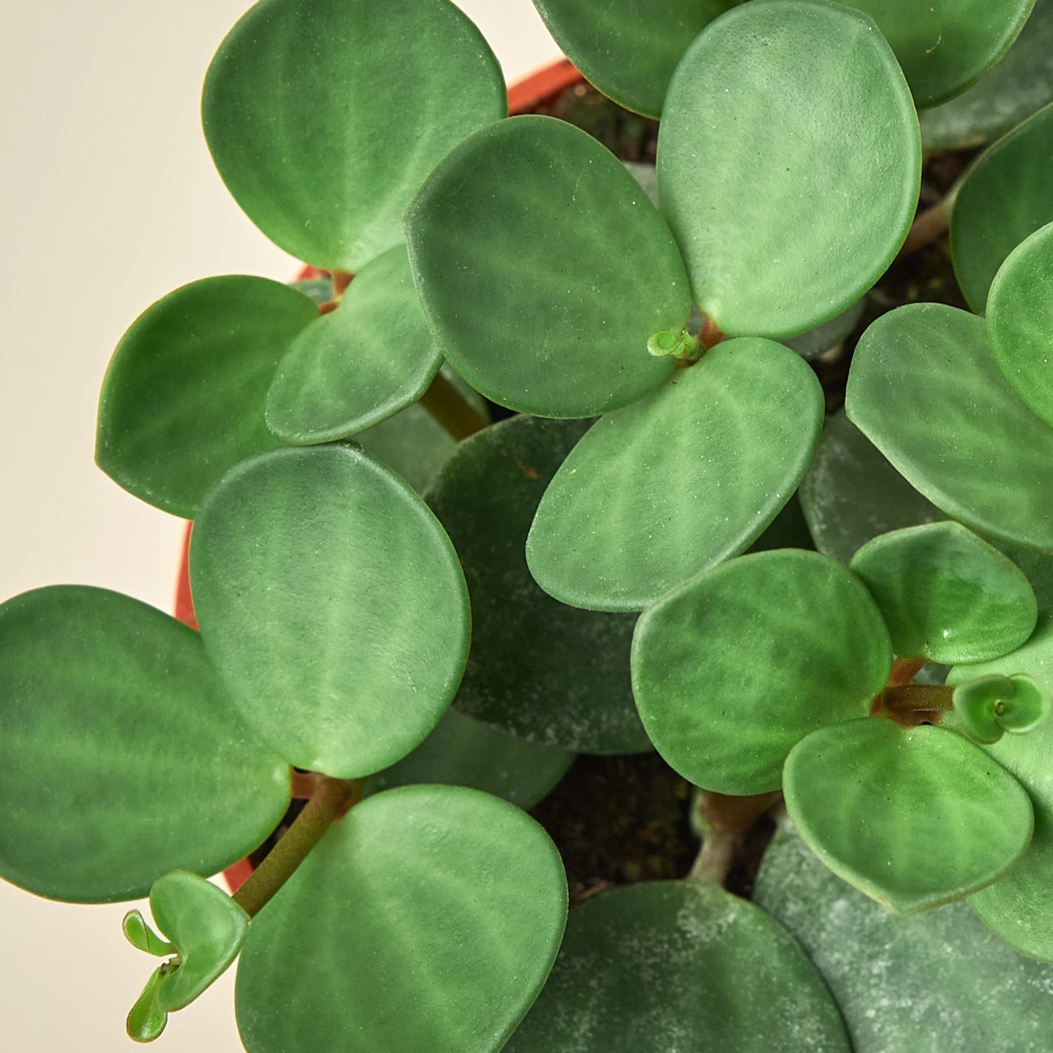 Peperomia 'Hope' 3 Peperomia 'Hope' - Image 3