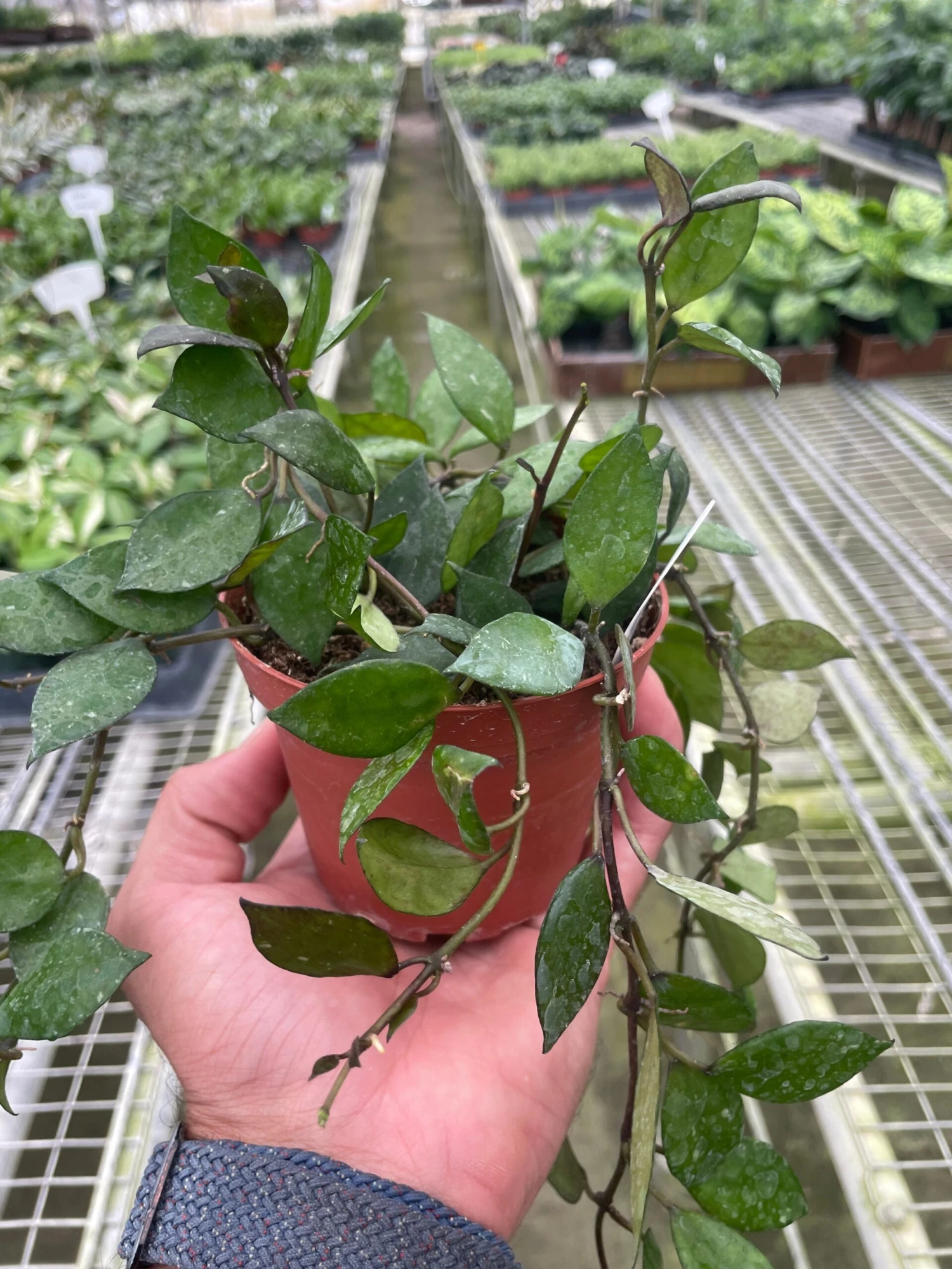 Hoya Krohniana Black 1 Hoya Krohniana Black