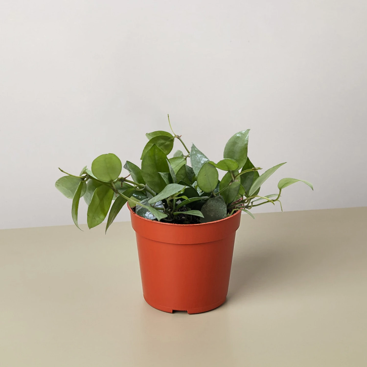 Hoya Krohniana Super Silver 1 Hoya Krohniana Super Silver