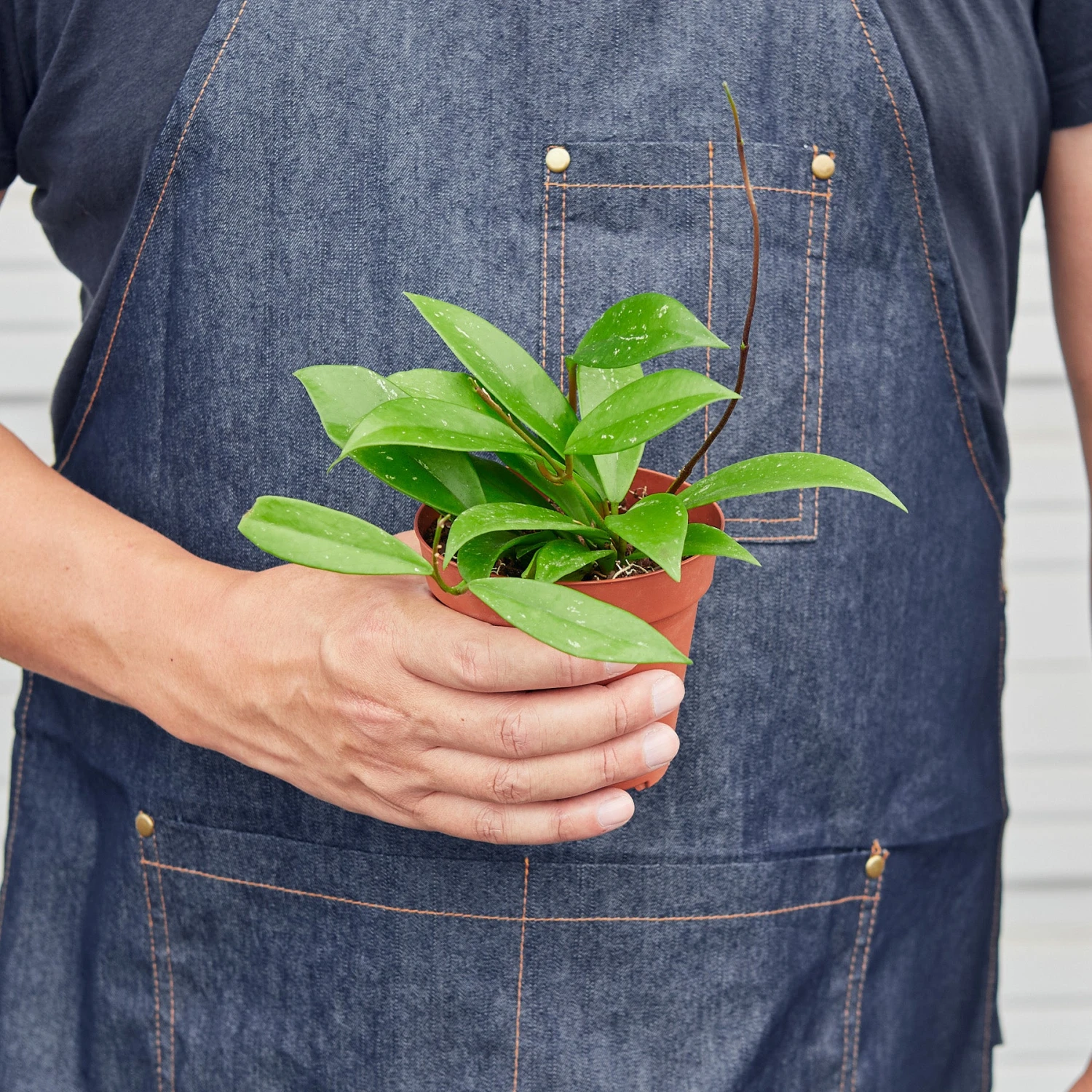 Hoya 'Publicalyx' 2 Hoya 'Publicalyx' - Image 2