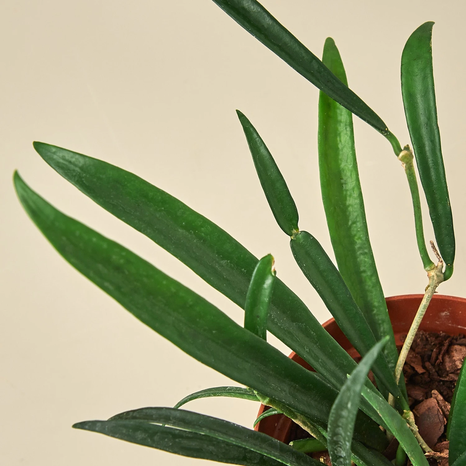 Hoya 'String Bean' - 4" Pot 2 Hoya 'String Bean' - 4" Pot - Image 2