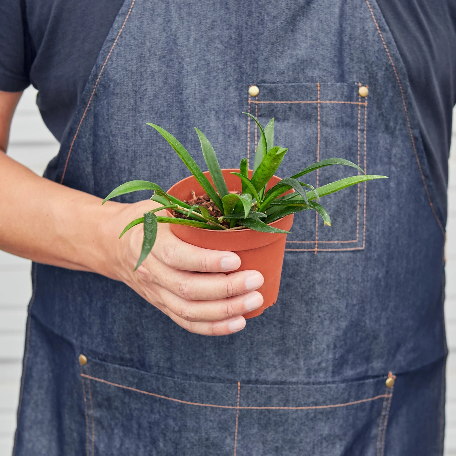 Hoya 'String Bean' - 4" Pot 3 Hoya 'String Bean' - 4" Pot - Image 3