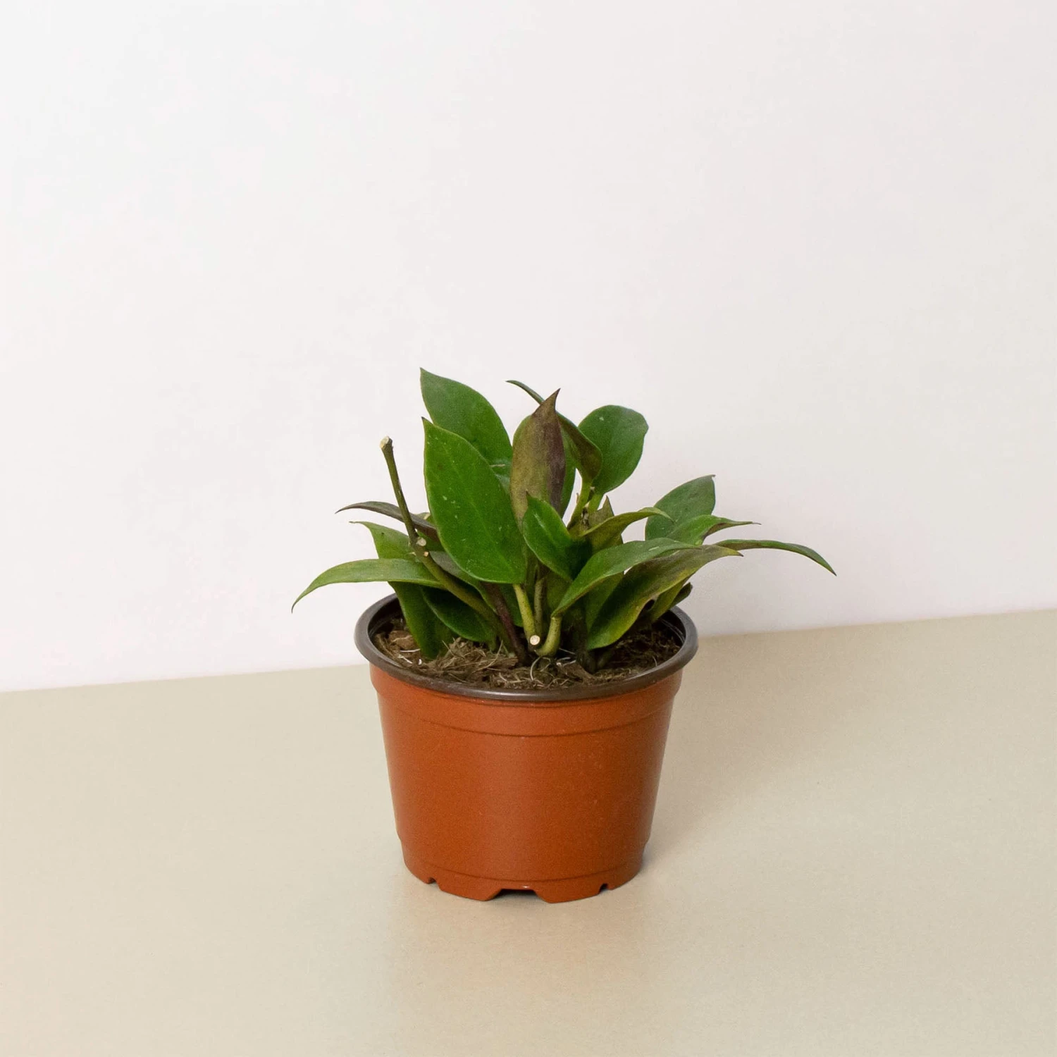 Hoya 'Sunrise' 1 Hoya 'Sunrise'