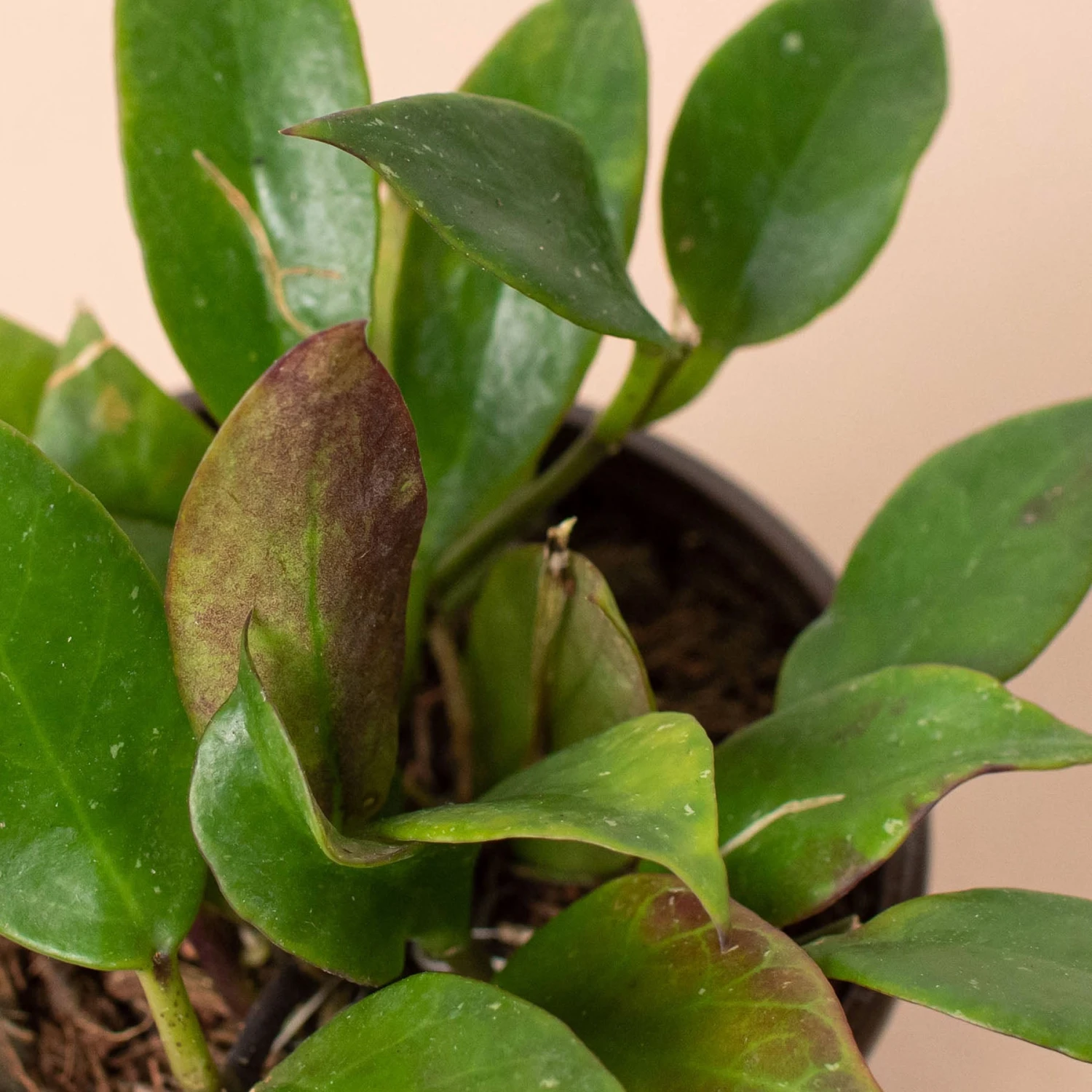 Hoya 'Sunrise' 2 Hoya 'Sunrise' - Image 2