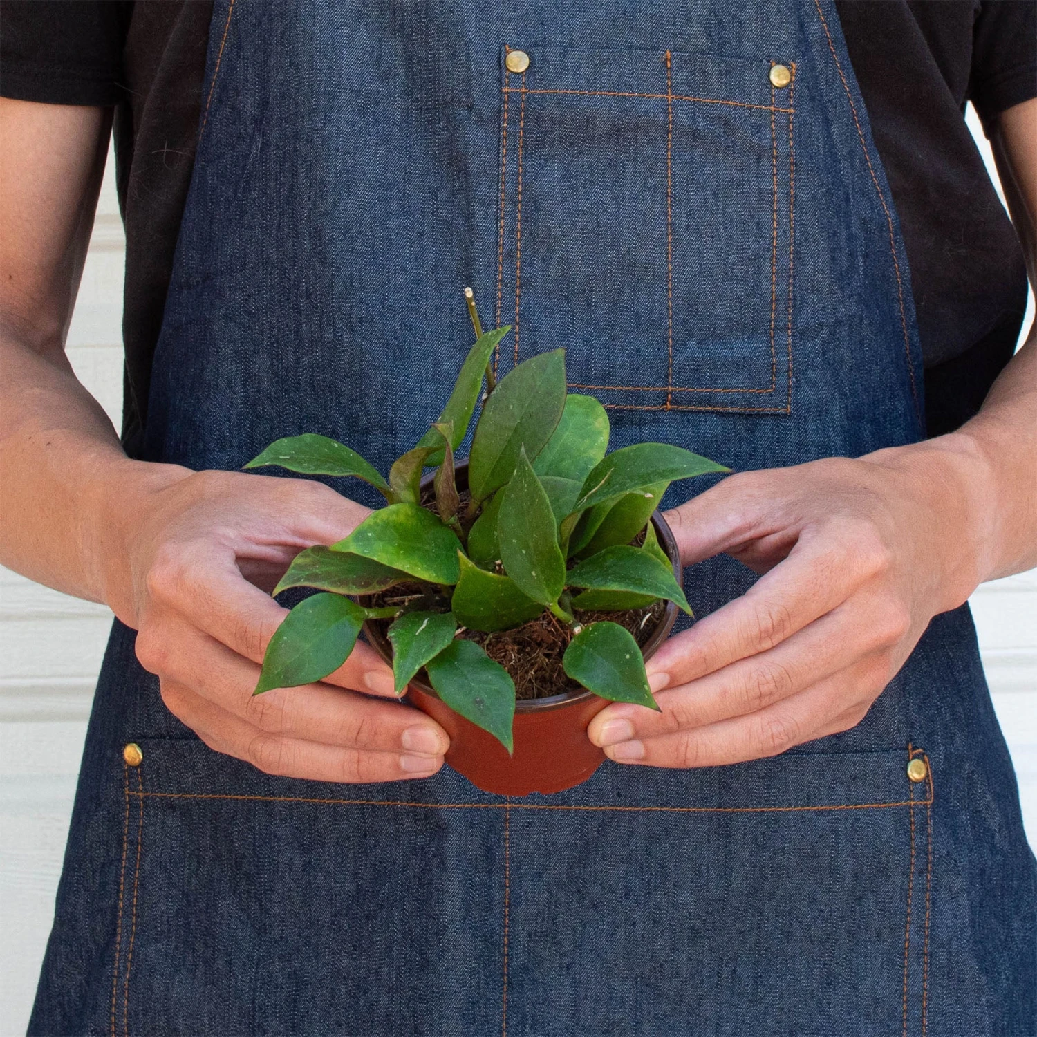 Hoya 'Sunrise' 3 Hoya 'Sunrise' - Image 3