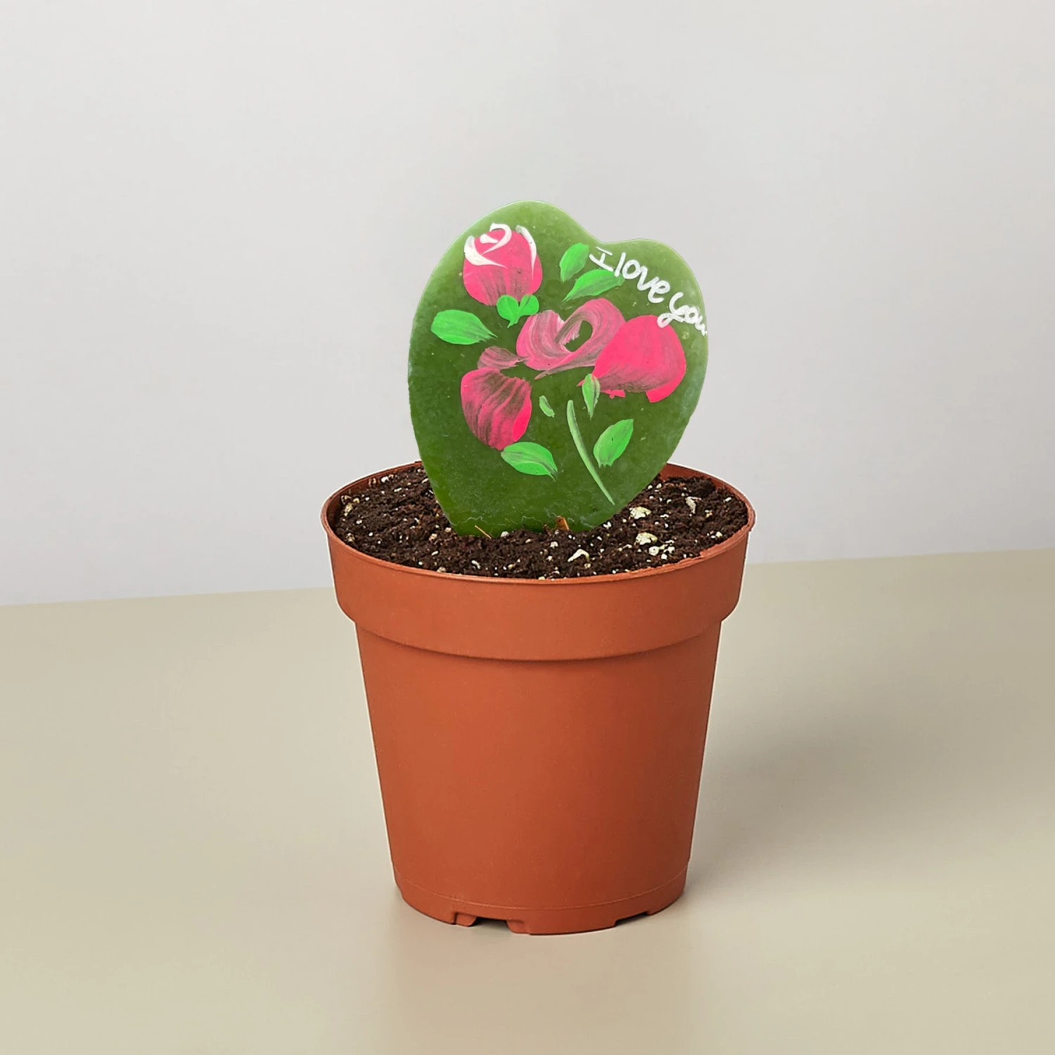 Hoya Heart - "I Love You" Special Painted Hoya 5 Hoya Heart - "I Love You" Special Painted Hoya - Image 5