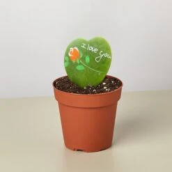 Hoya Heart - "I Love You" Special Painted Hoya 9 Hoya Heart - "I Love You" Special Painted Hoya -Plant house 4 Hoya Painted 2