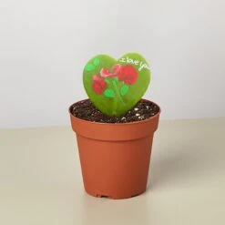 Hoya Heart - "I Love You" Special Painted Hoya 11 Hoya Heart - "I Love You" Special Painted Hoya -Plant house 4 Hoya Painted 4