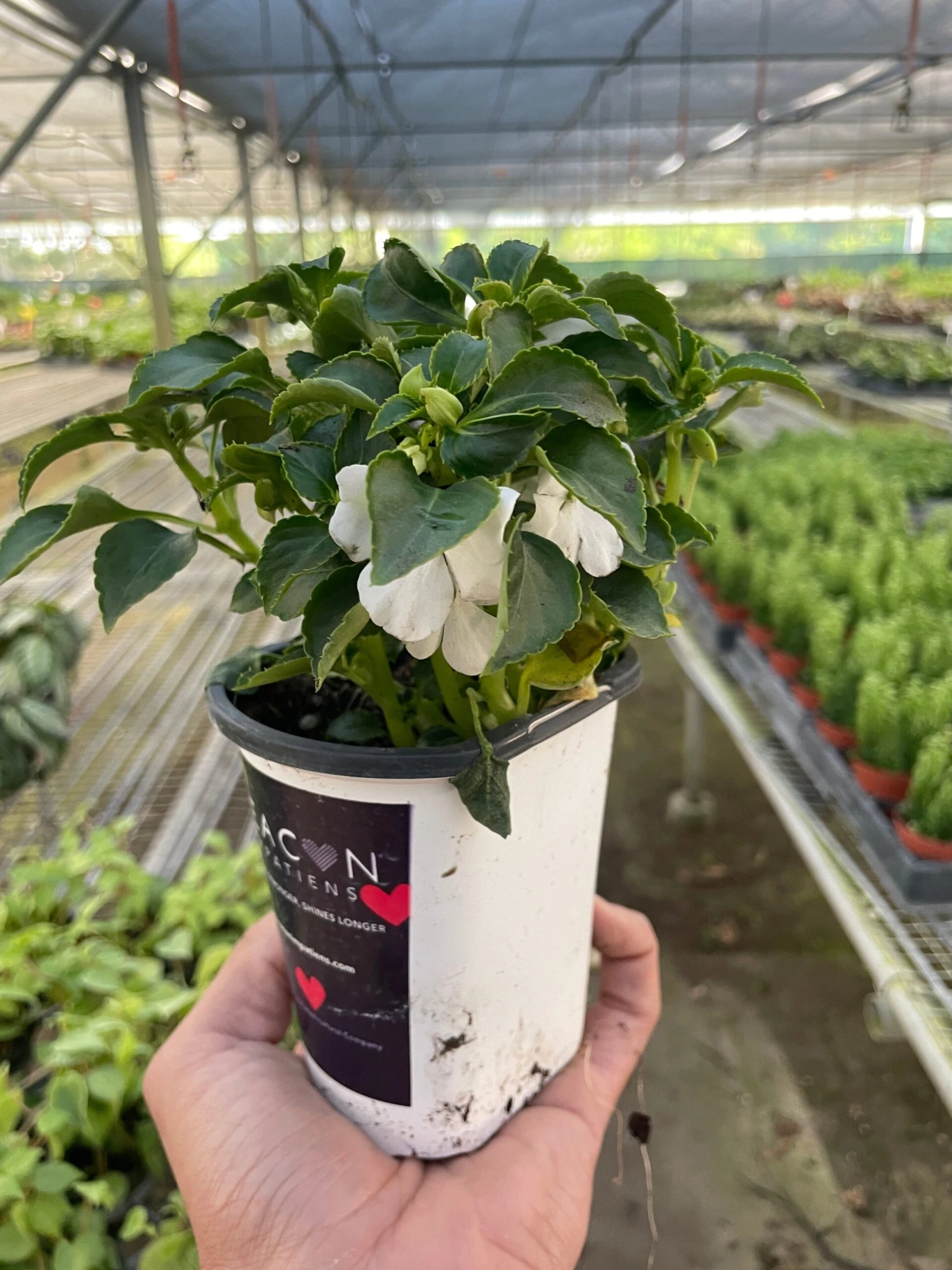 Impatiens 1 Impatiens